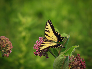 Two-tailed swallowtail butterfly on milkweed