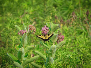 Two-tailed swallowtail butterfly on milkweed