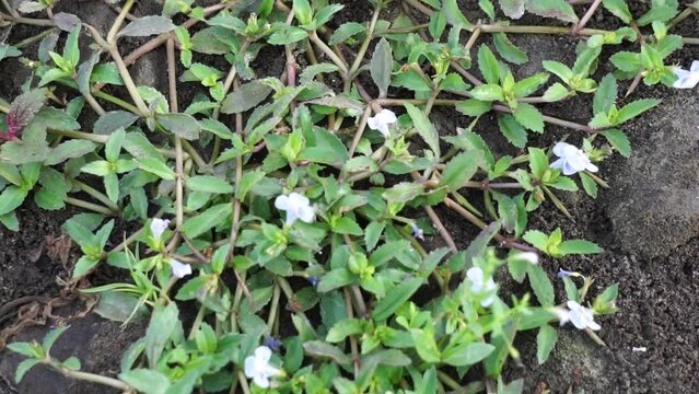 Lindernia crustacea (Malaysian false pimpernel, Capraria crustacea). This plant selected for phytochemical investigation owing to its traditional use against human herpes virus infection