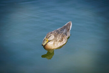 Mallard duck swims through the water