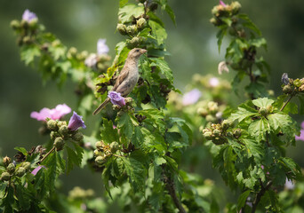 House sparrow bird perched in a Rose of Sharon hibiscus flower tree