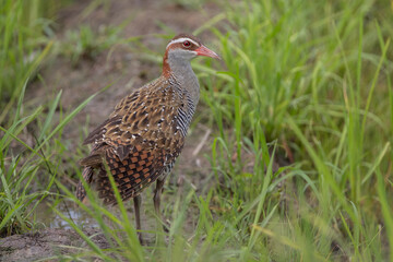 Nature wildlife of Buff-banded rail on paddy field