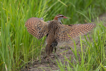 Nature wildlife of Buff-banded rail on paddy field