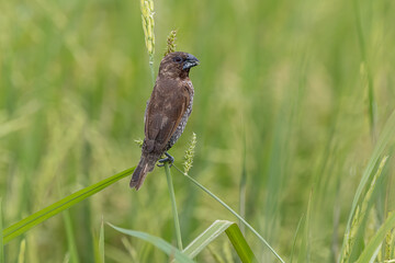 Scaly-breasted Munia bird perching and eating weed or grass seed In the filed