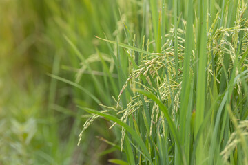 Close-up of Paddy rice field in the morning