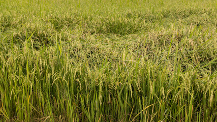 Close-up of Paddy rice field in the morning