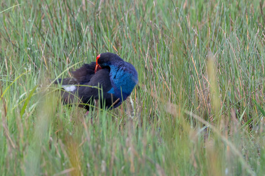Nature wildlife image of Black-faced Swamphen hiding on paddy field