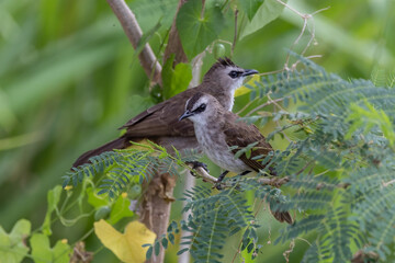 Nature wildlife lovely pair of yellow-vented bulbul perch on tree branches