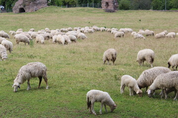 Obraz premium sheep grazing in the meadow