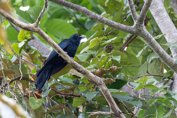 Nature wildlife Asian Koel bird perching on tree branch