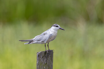 Close-up Whiskered tern bird