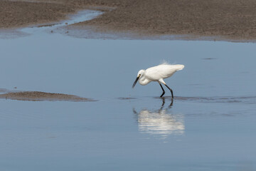 Nature wildlife of cattle egret bird on paddy field