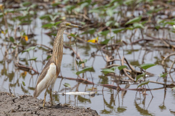 Nature wildlife of Javan pond heron looking food at Paddy field