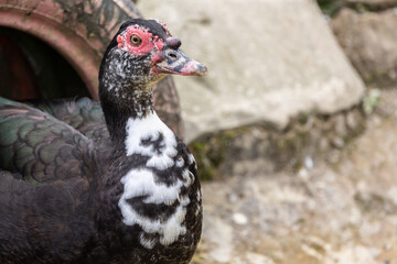 Close-up Duck on a organic farm