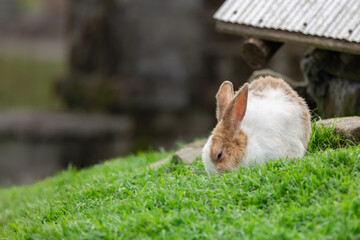 Naklejka premium Close-up image of Adorable rabbit at rabbit farm