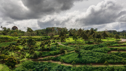 Fototapeta na wymiar Beautiful nature landscape view with big Durian farm