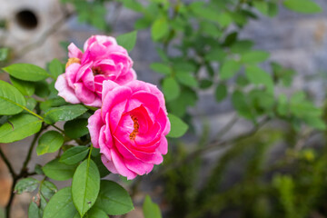 Close-up beautiful flower with nature blur background