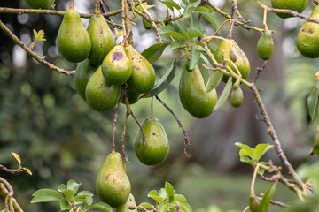 Close-up of Ripening Avacado on tree at big organic fruit farm