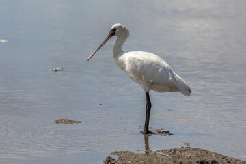 Black-faced Spoonbill (Platalea minor) standing paddy filed at Kota Belud, Sabah, Borneo