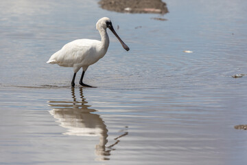 Black-faced Spoonbill (Platalea minor) standing paddy filed at Kota Belud, Sabah, Borneo