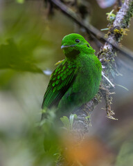 Beautiful bird green broadbill perching on a branch. Whitehead's Broadbill bird endemic of Borneo