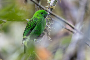 Beautiful bird green broadbill perching on a branch. Whitehead's Broadbill bird endemic of Borneo