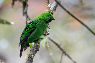 Beautiful bird green broadbill perching on a branch. Whitehead's Broadbill bird endemic of Borneo