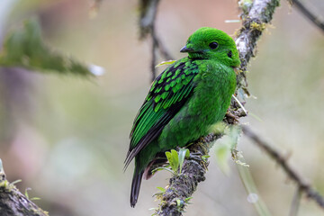 Beautiful bird green broadbill perching on a branch. Whitehead's Broadbill bird endemic of Borneo