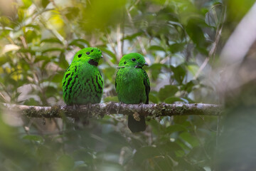 Beautiful bird green broadbill perching on a branch. Whitehead's Broadbill bird endemic of Borneo
