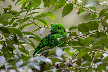 Beautiful bird green broadbill perching on a branch. Whitehead's Broadbill bird endemic of Borneo
