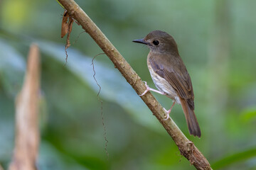 Fulvous-chested Jungle-Flycatcher (Rhinomyias olivacea) Borneo Island.