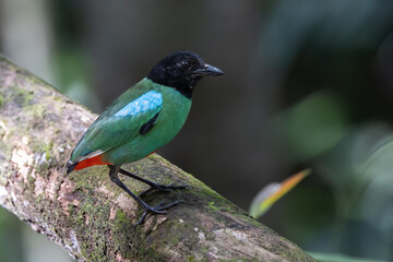 Nature Wildlife image of Borneo Hooded Pitta (Pitta sordida mulleri) on Rainforest jungle