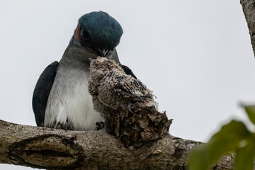 Nature wildlife image of Grey-rumped Treeswift protect small grey-rumped treeswift chick on tree branch