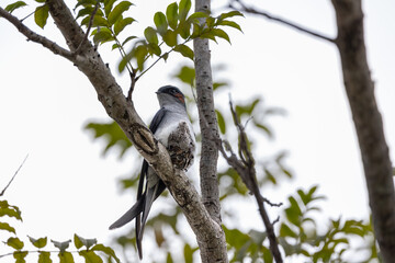 Nature wildlife image of Grey-rumped Treeswift perching on tree branch