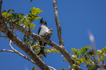 Nature wildlife image of Grey-rumped Treeswift protect small grey-rumped treeswift chick on tree branch