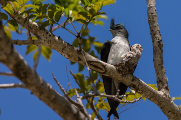 Nature wildlife image of Grey-rumped Treeswift protect small grey-rumped treeswift chick on tree branch