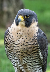 Closeup of a Peregrine Falcon 