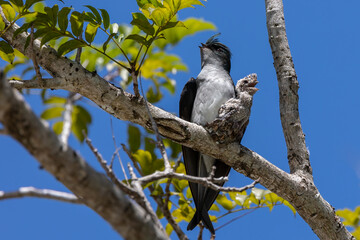 Nature wildlife image of Grey-rumped Treeswift protect small grey-rumped treeswift chick on tree branch