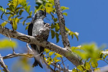 Nature wildlife image of Grey-rumped Treeswift protect small grey-rumped treeswift chick on tree branch