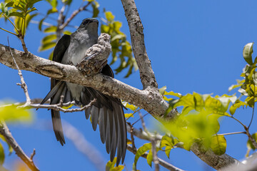 Nature wildlife image of Grey-rumped Treeswift protect small grey-rumped treeswift chick on tree branch