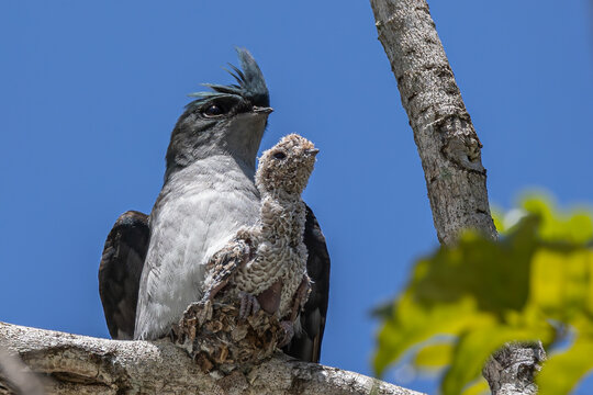 Nature wildlife image of Grey-rumped Treeswift protect small grey-rumped treeswift chick on tree branch