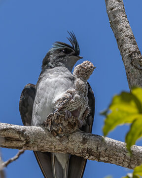 Nature wildlife image of Grey-rumped Treeswift protect small grey-rumped treeswift chick on tree branch