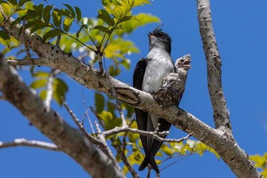 Nature wildlife image of Grey-rumped Treeswift protect small grey-rumped treeswift chick on tree branch