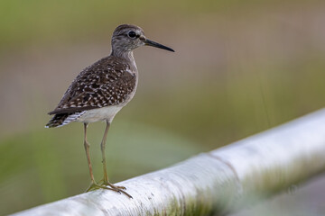 Nature wildlife image of cute water bird Wood Sandpiper