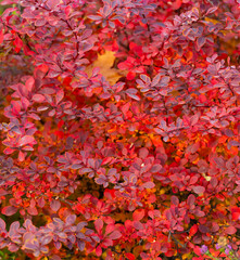 red autumn beauty nature background of barberry
