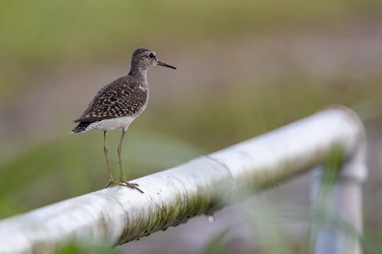 Nature wildlife image of cute water bird Wood Sandpiper