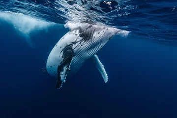 Fotobehang Humpback Whale in Tonga © divedog