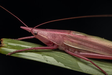 Macro image of A Pink Conehead Katydid (Euconocephalus sp.)