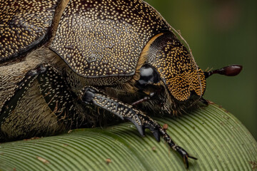 Extreme macro image detail of Coleoptera Beetles (Leucopholis Staudingeri)