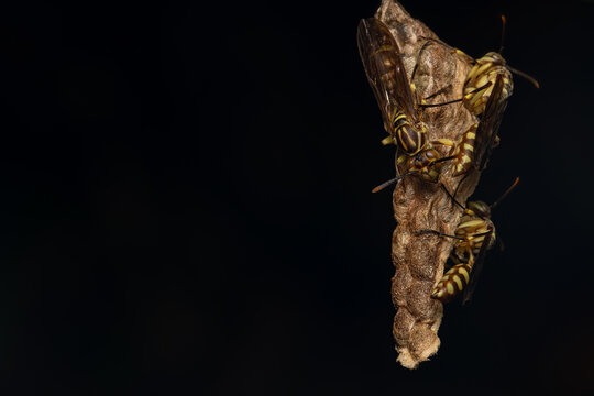Nature Macro image of Paper wasp